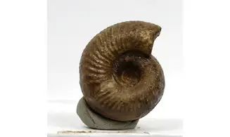 Frogdenites spiniger