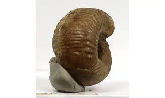 Frogdenites spiniger