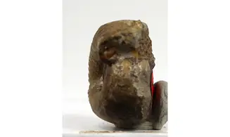 Frogdenites spiniger