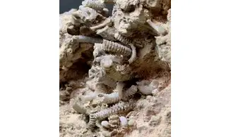 Spiroceras orbignyi