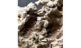 Spiroceras orbignyi