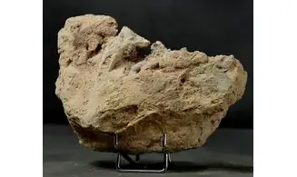 Spiroceras orbignyi
