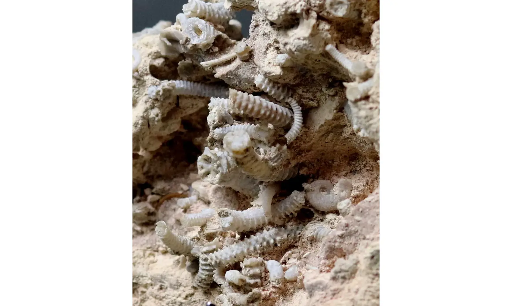 Spiroceras orbignyi