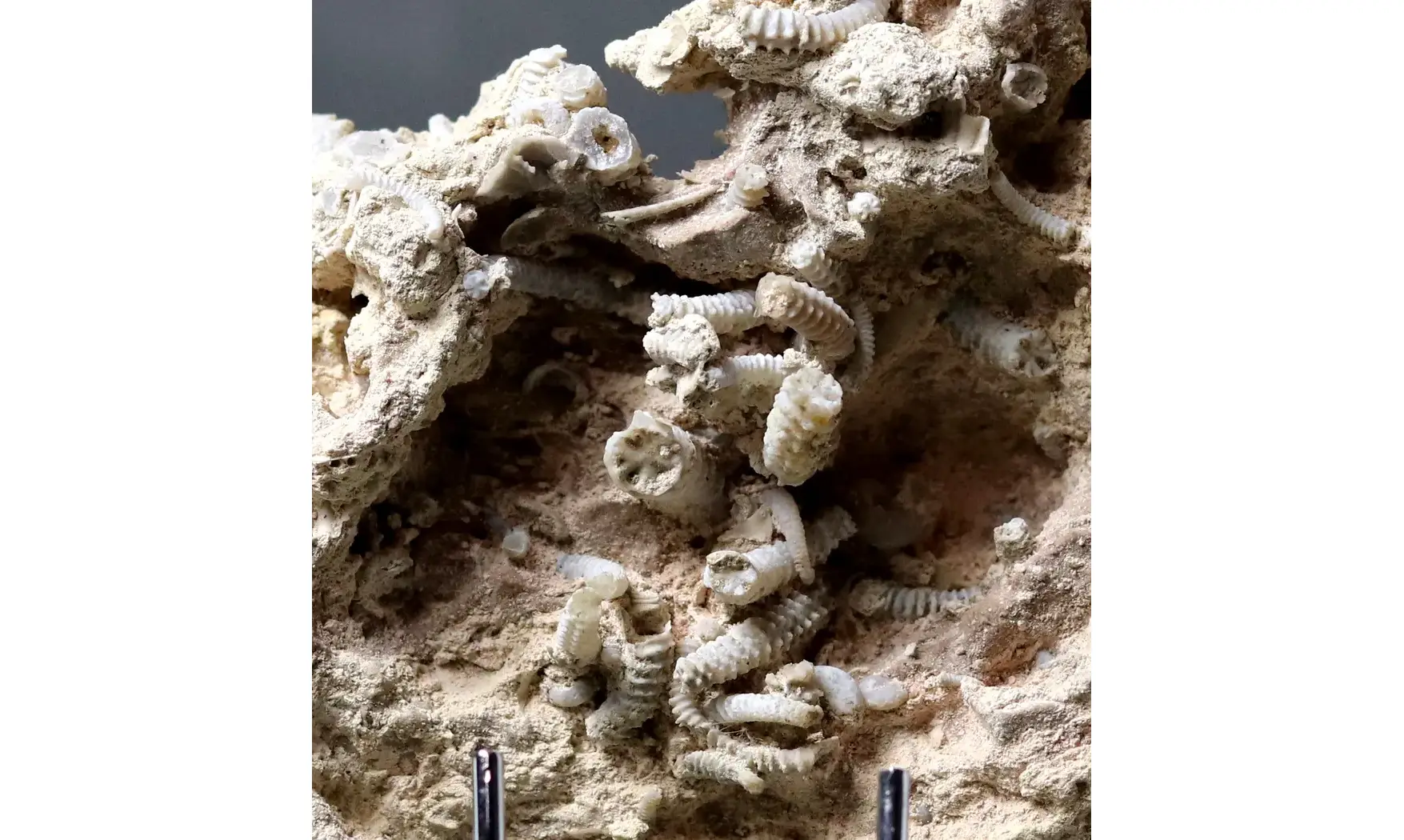Spiroceras orbignyi
