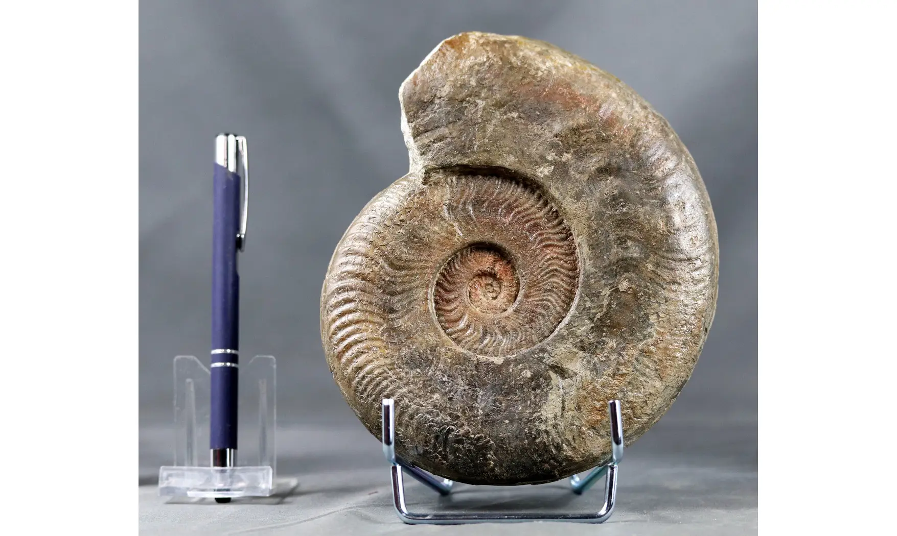 Harpoceras serpentinum