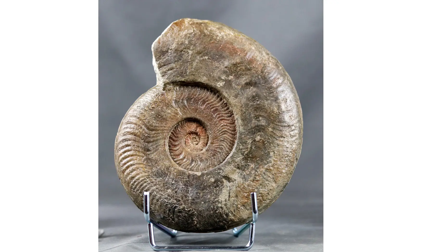 Harpoceras serpentinum