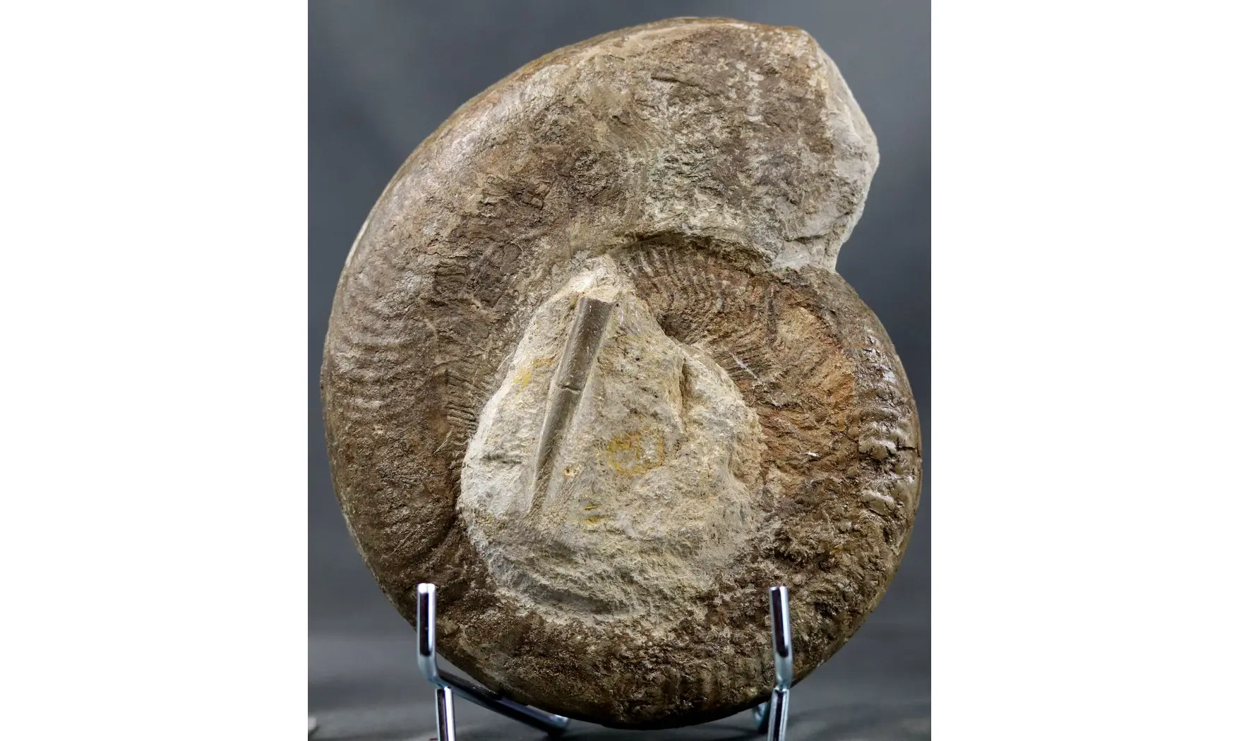 Harpoceras serpentinum
