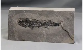 Osteolepis macrolepidotus