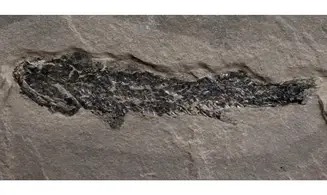 Osteolepis macrolepidotus