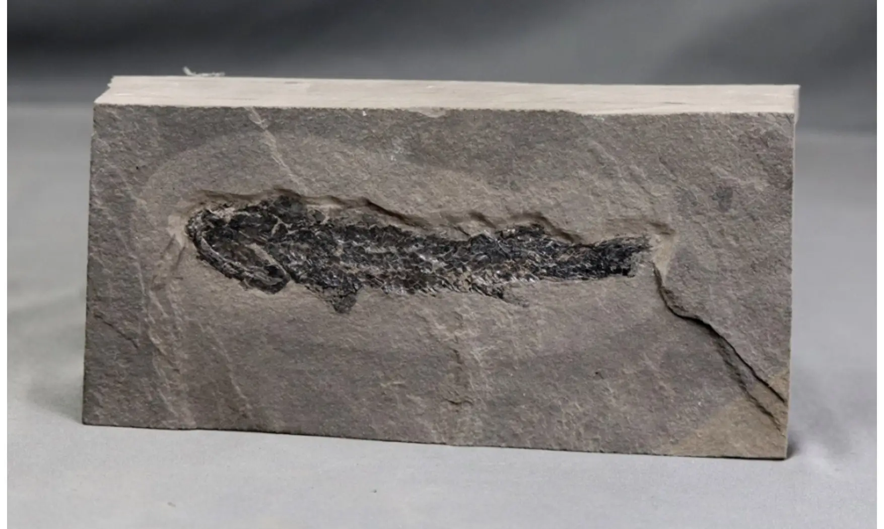 Osteolepis macrolepidotus
