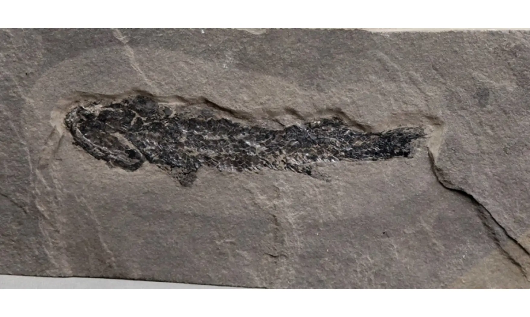 Osteolepis macrolepidotus