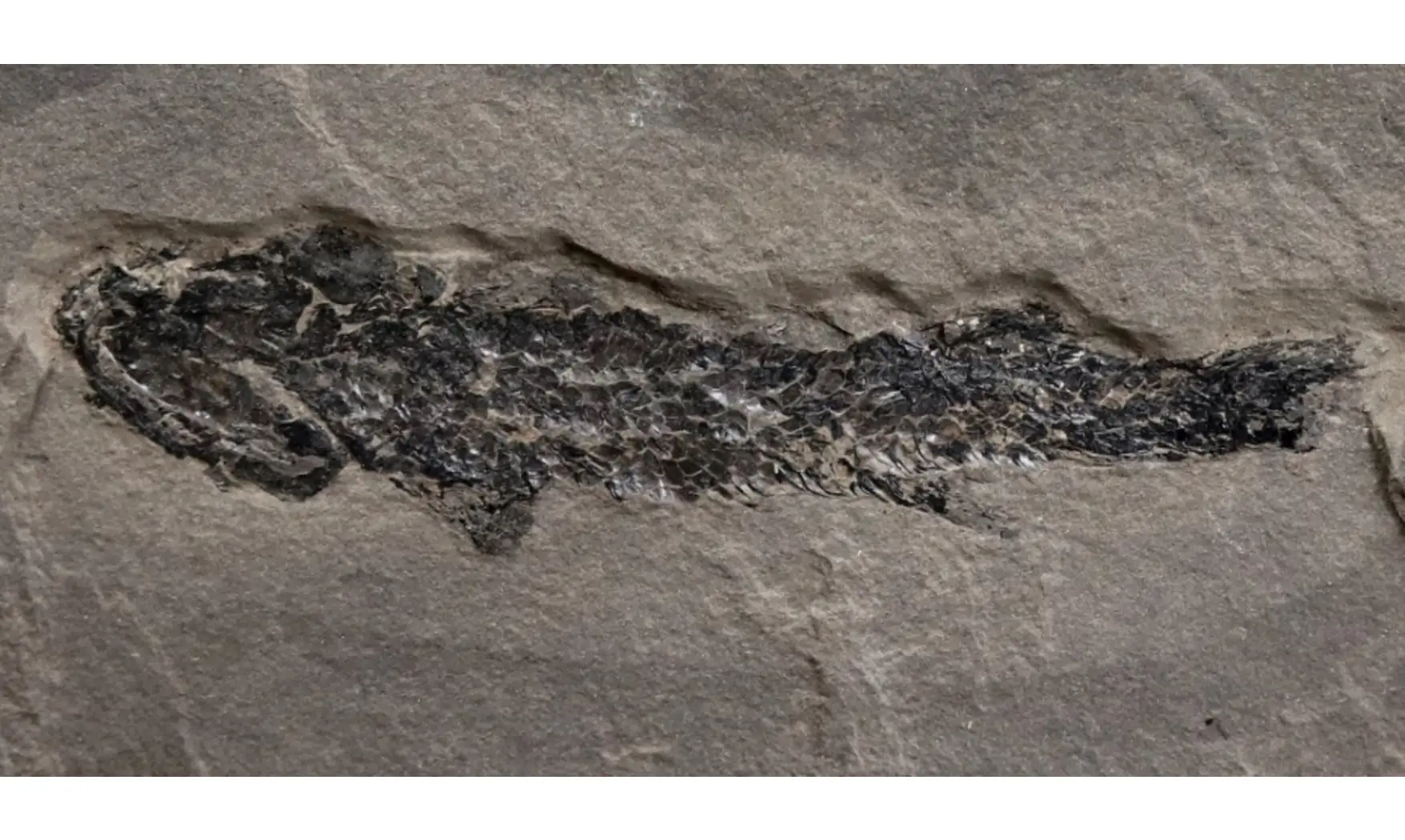 Osteolepis macrolepidotus