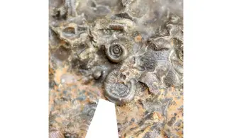 Entogonites saharicus