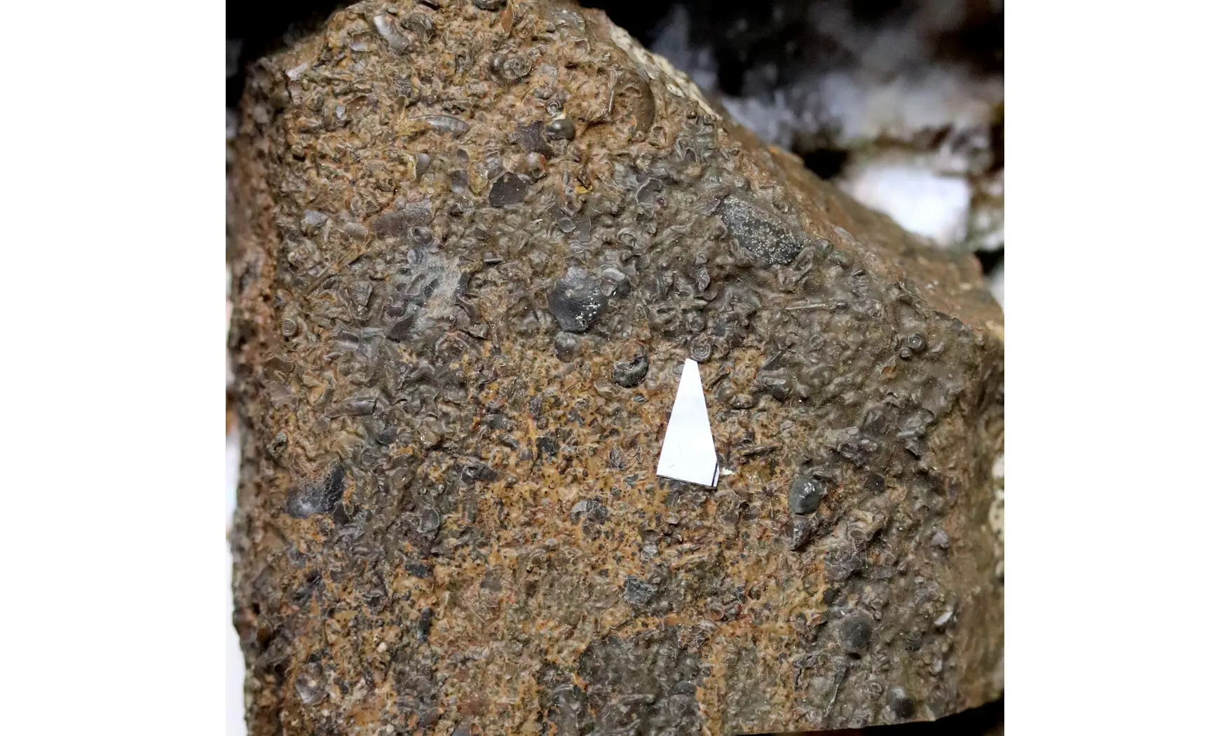 Entogonites saharicus