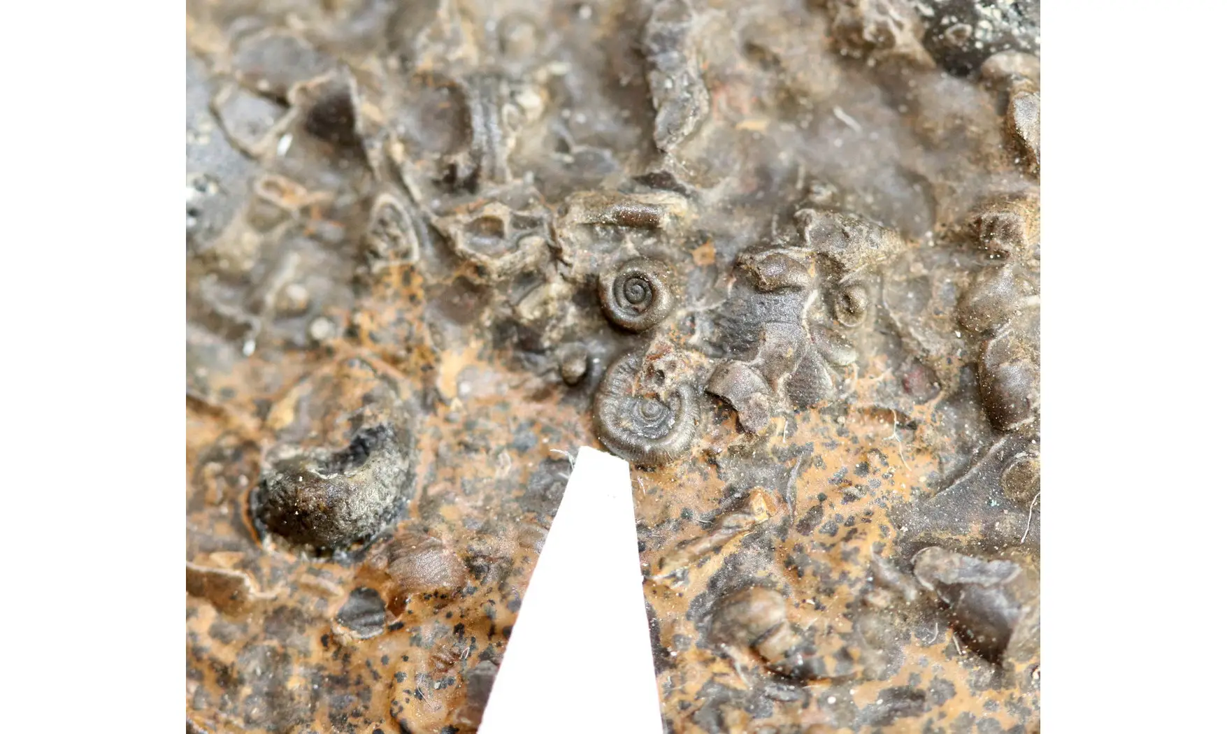 Entogonites saharicus
