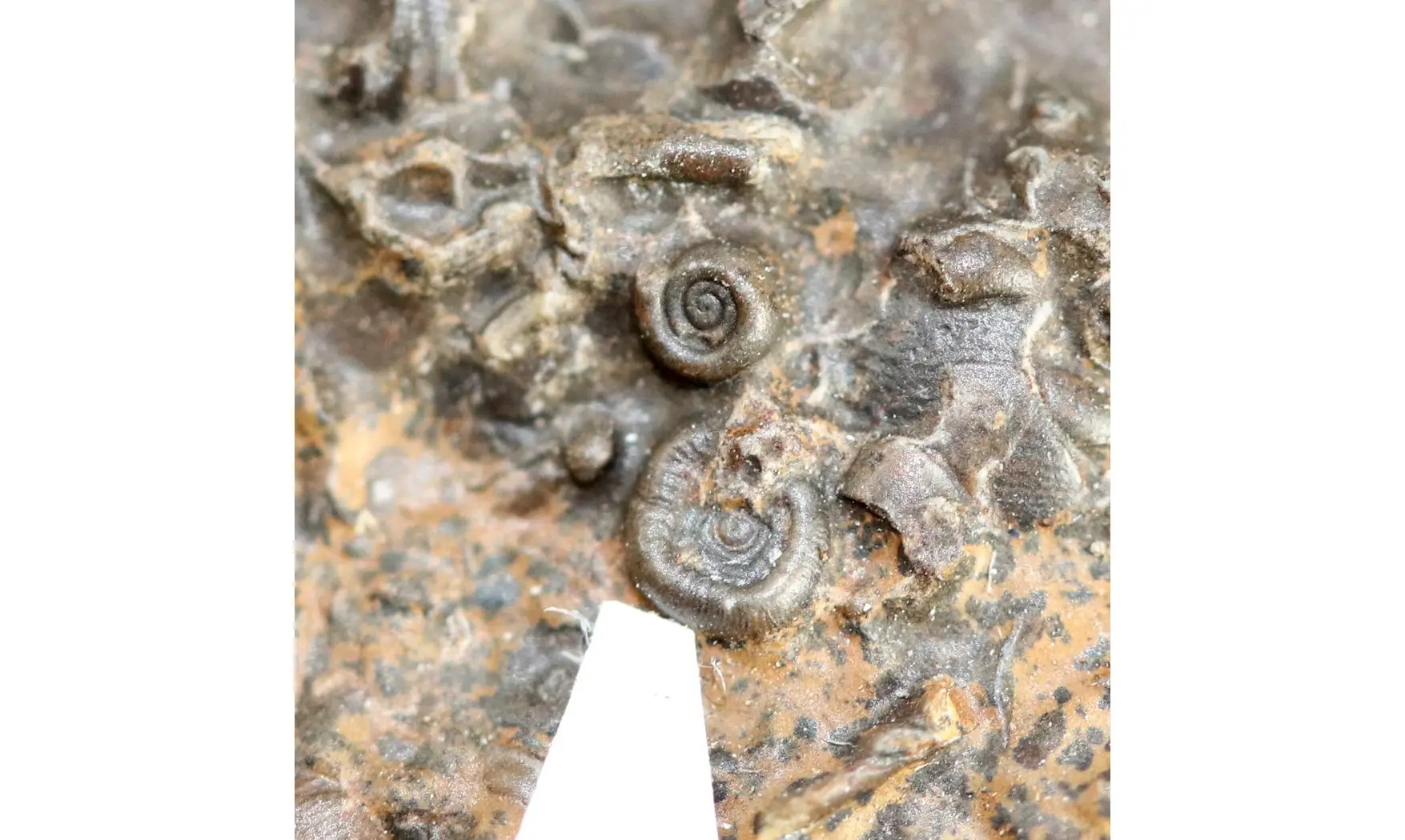 Entogonites saharicus
