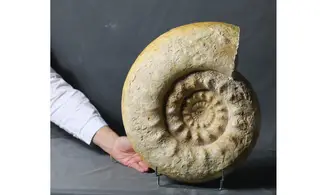 Reineckeia turgida