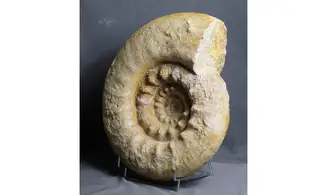 Reineckeia turgida