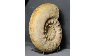 Reineckeia turgida