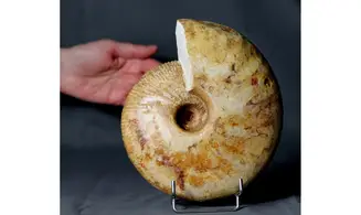 Macrocephalites lamellosus
