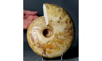 Macrocephalites lamellosus