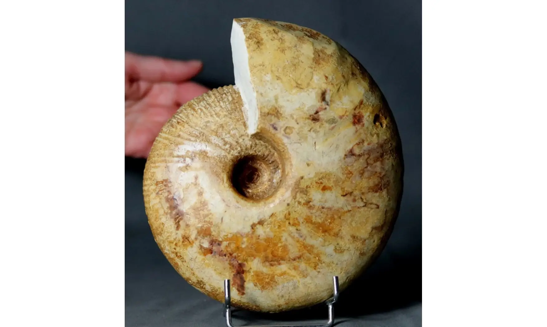 Macrocephalites lamellosus