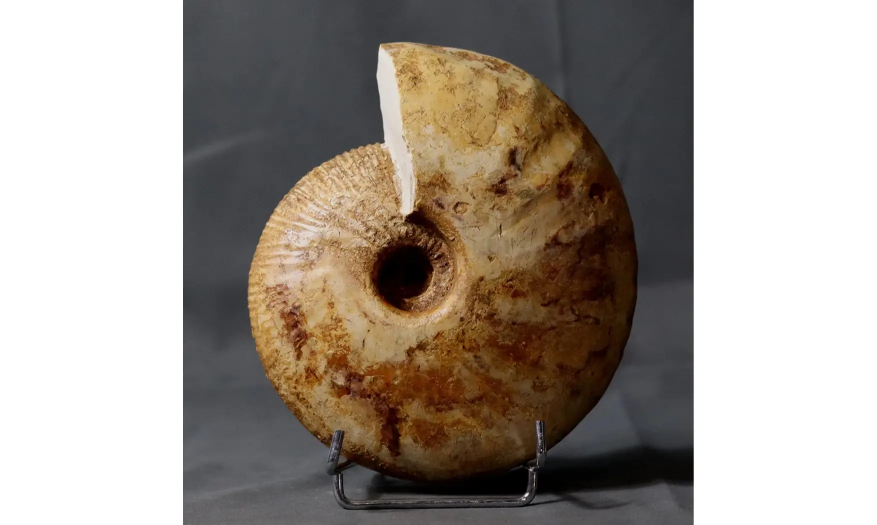 Macrocephalites lamellosus
