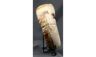 Dichotomosphinctes antecedens