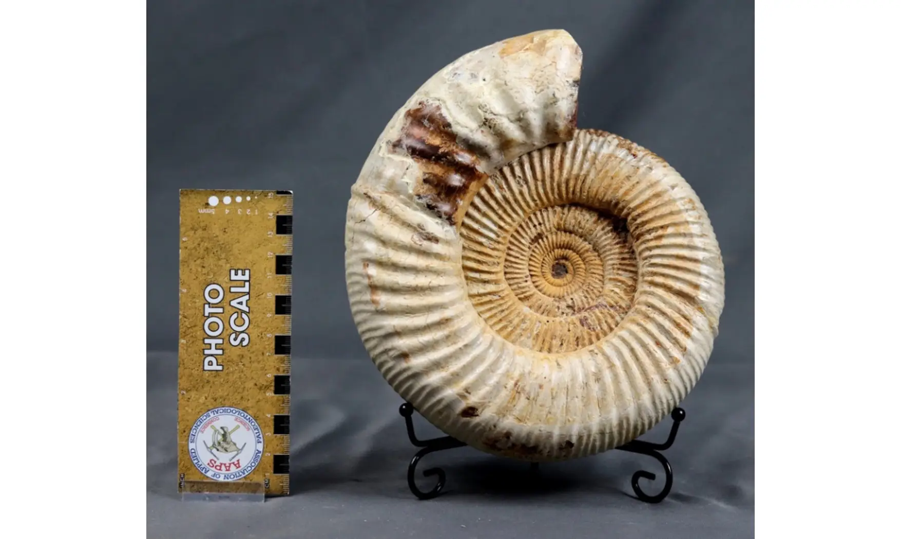 Dichotomosphinctes antecedens