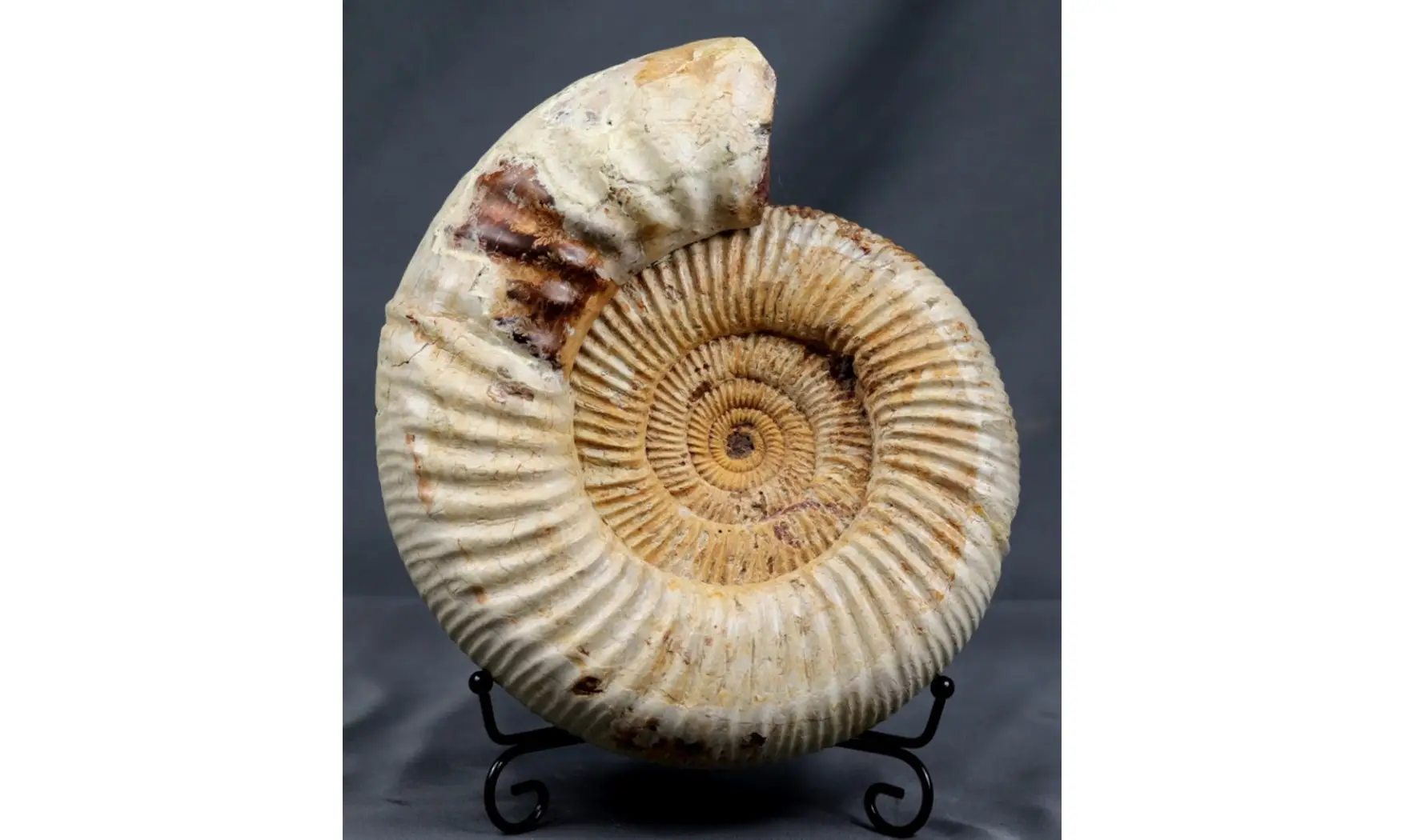 Dichotomosphinctes antecedens