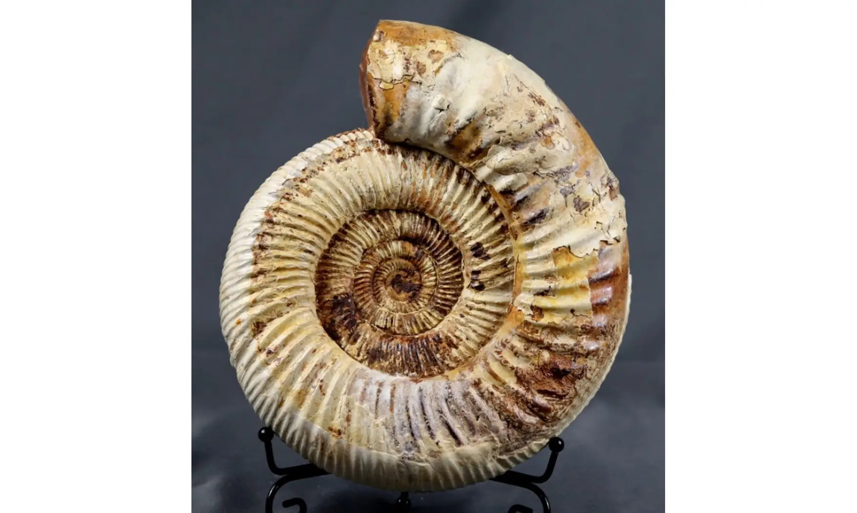 Dichotomosphinctes antecedens