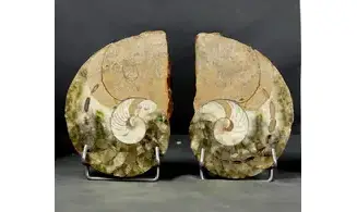 Cenoceras sp
