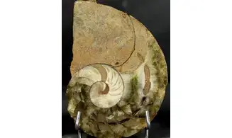 Cenoceras sp