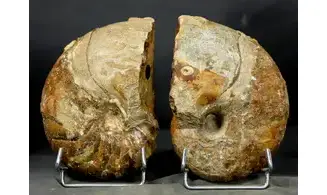 Cenoceras sp