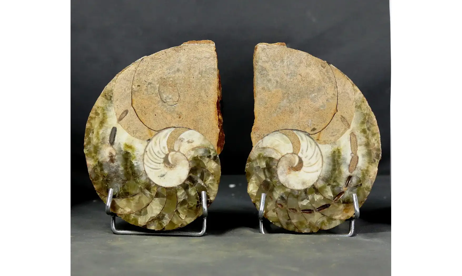 Cenoceras sp