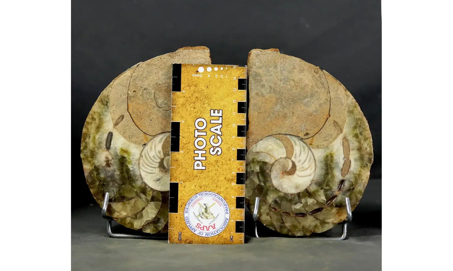 Cenoceras sp