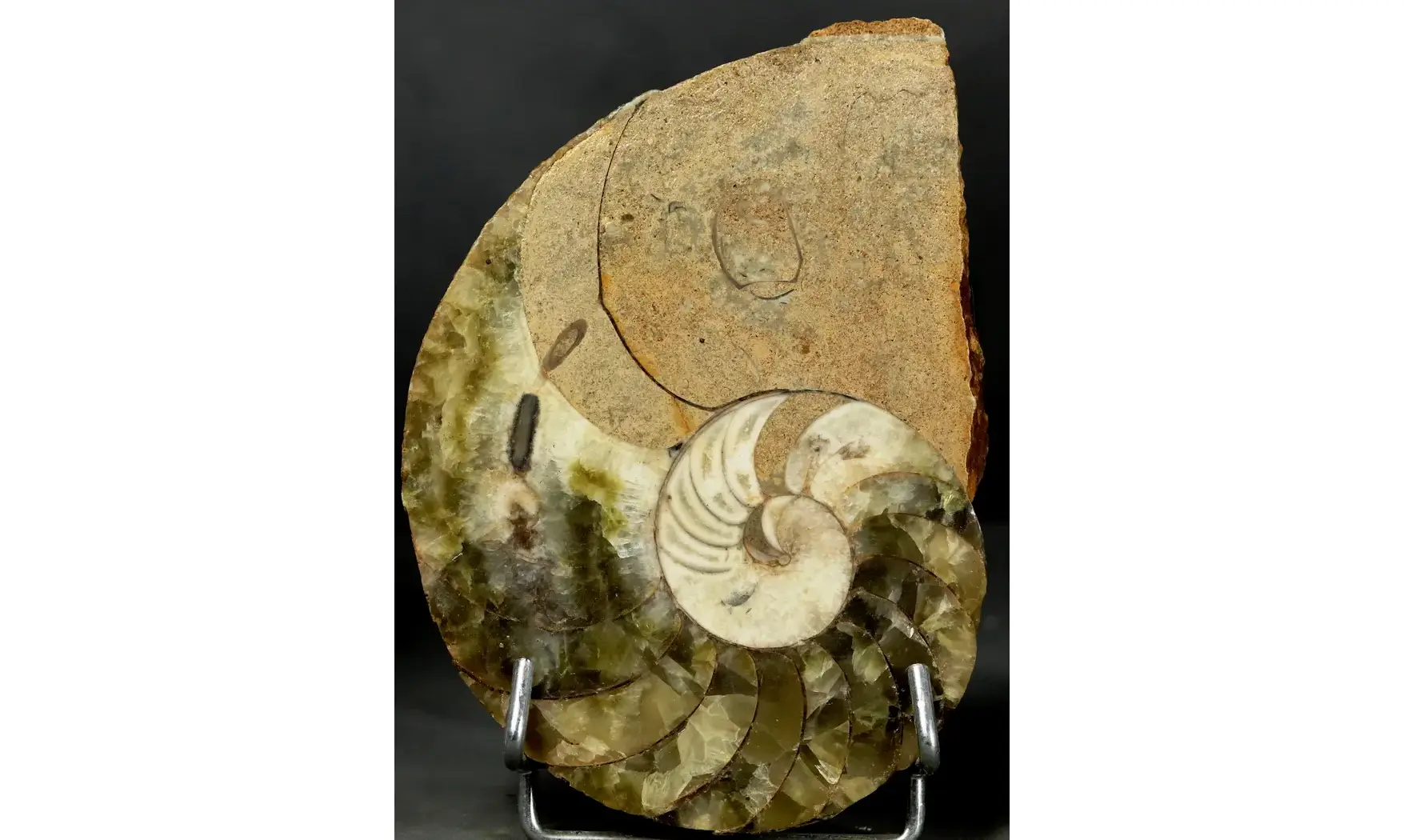 Cenoceras sp