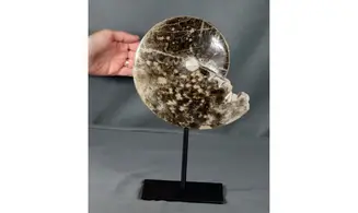 Choffaticeras segne