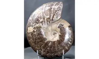 Aioloceras besairie ( 21.5 cm!! )