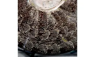 Aioloceras besairie ( 21.5 cm!! )