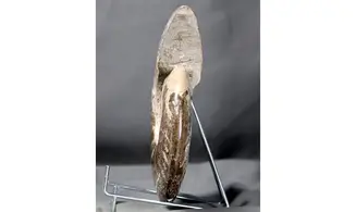 Aioloceras besairie ( 21.5 cm!! )