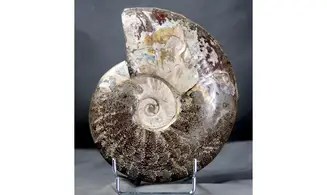 Aioloceras besairie ( 21.5 cm!! )