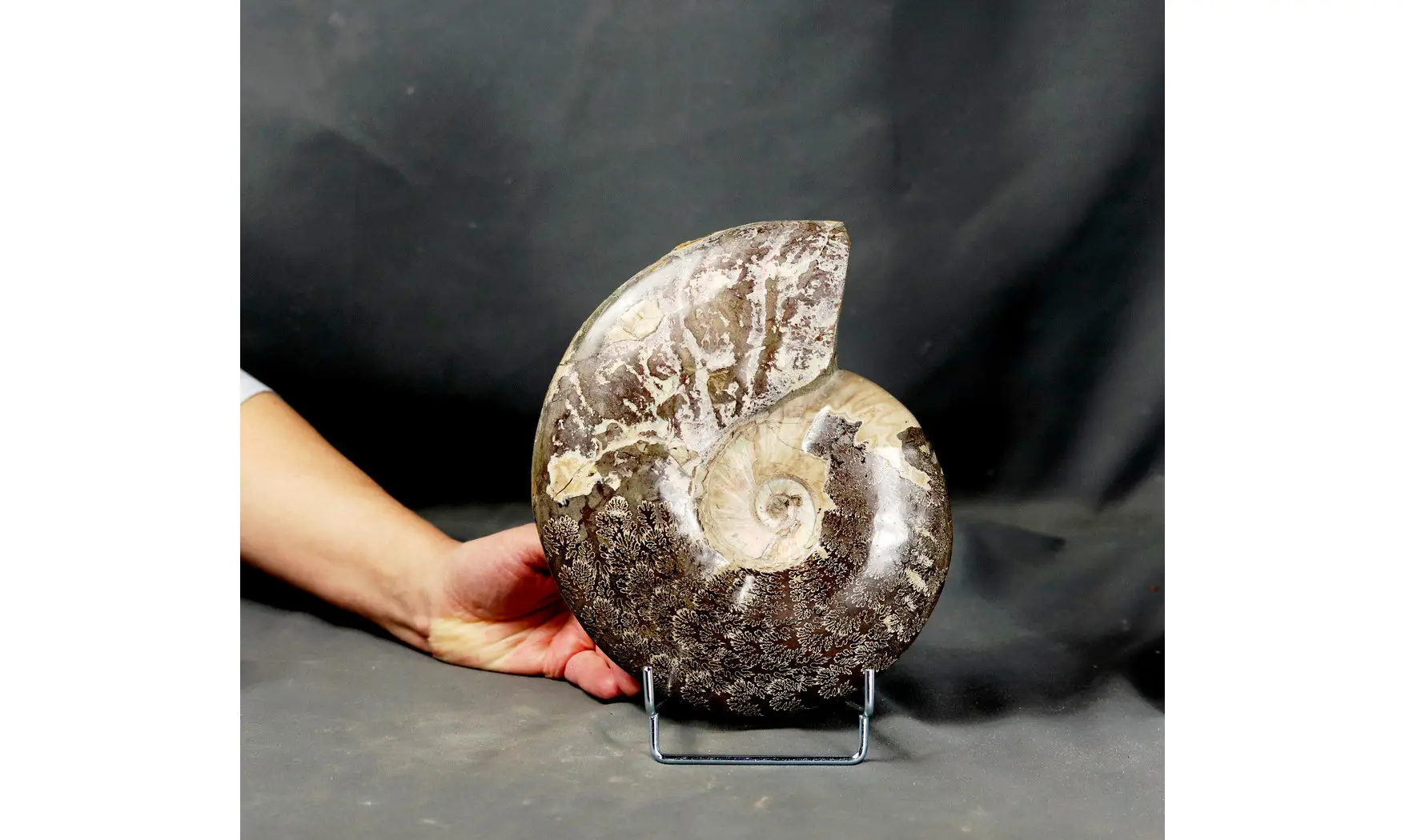 Aioloceras besairie ( 21.5 cm!! )