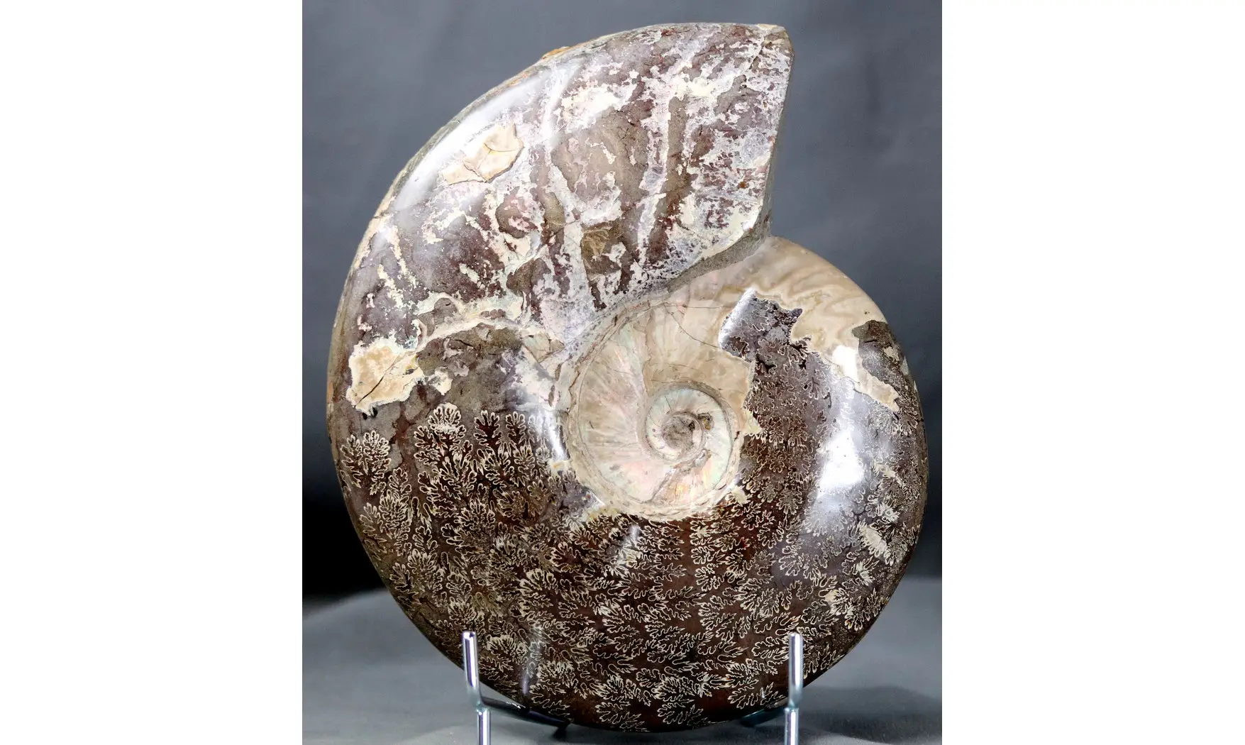 Aioloceras besairie ( 21.5 cm!! )