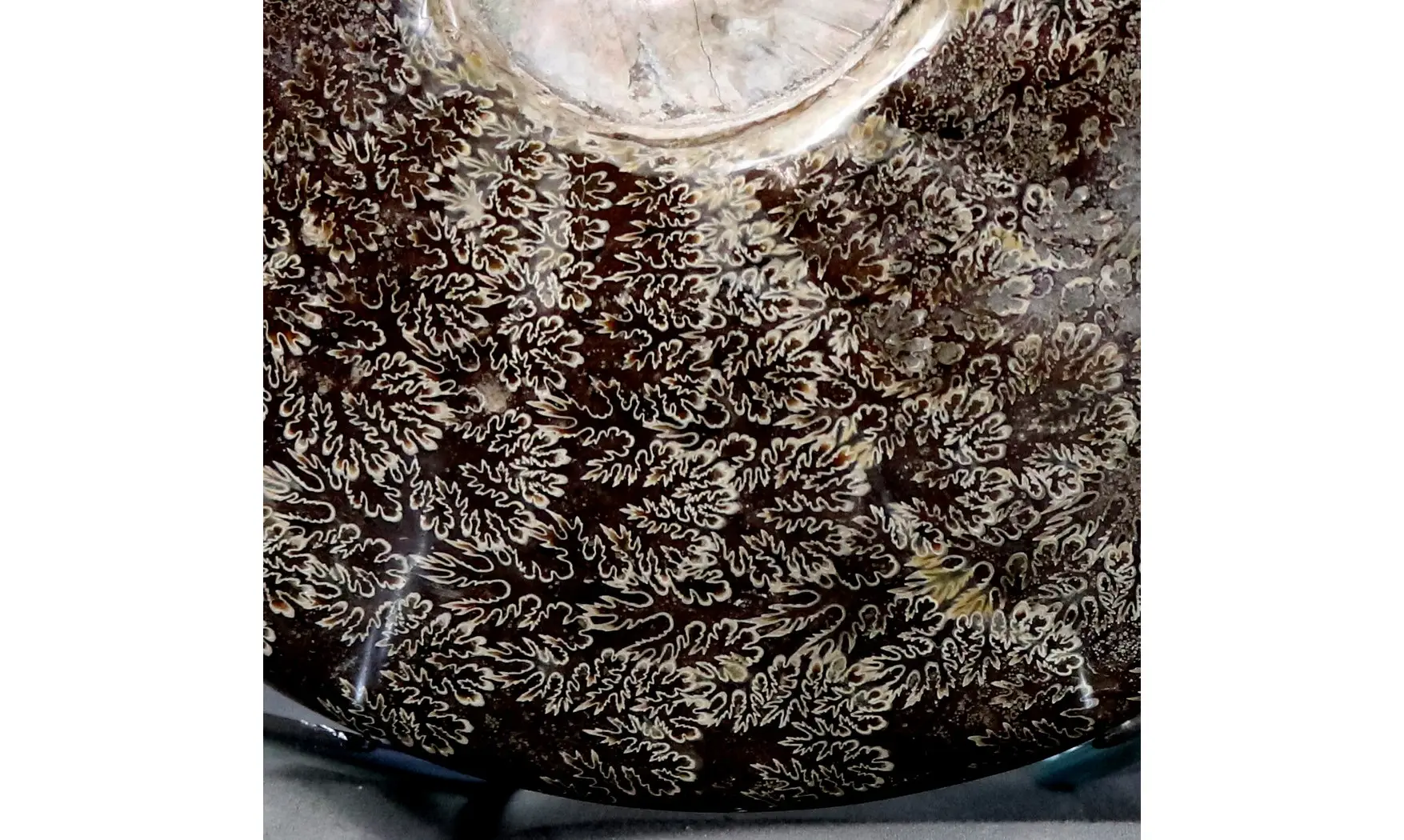 Aioloceras besairie ( 21.5 cm!! )