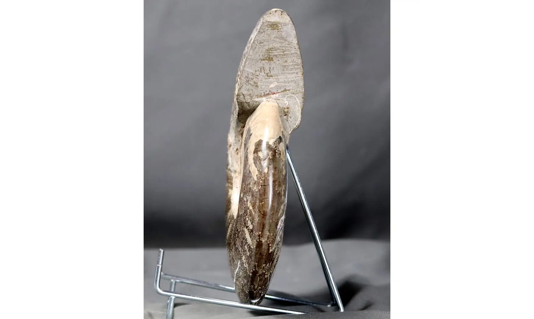 Aioloceras besairie ( 21.5 cm!! )