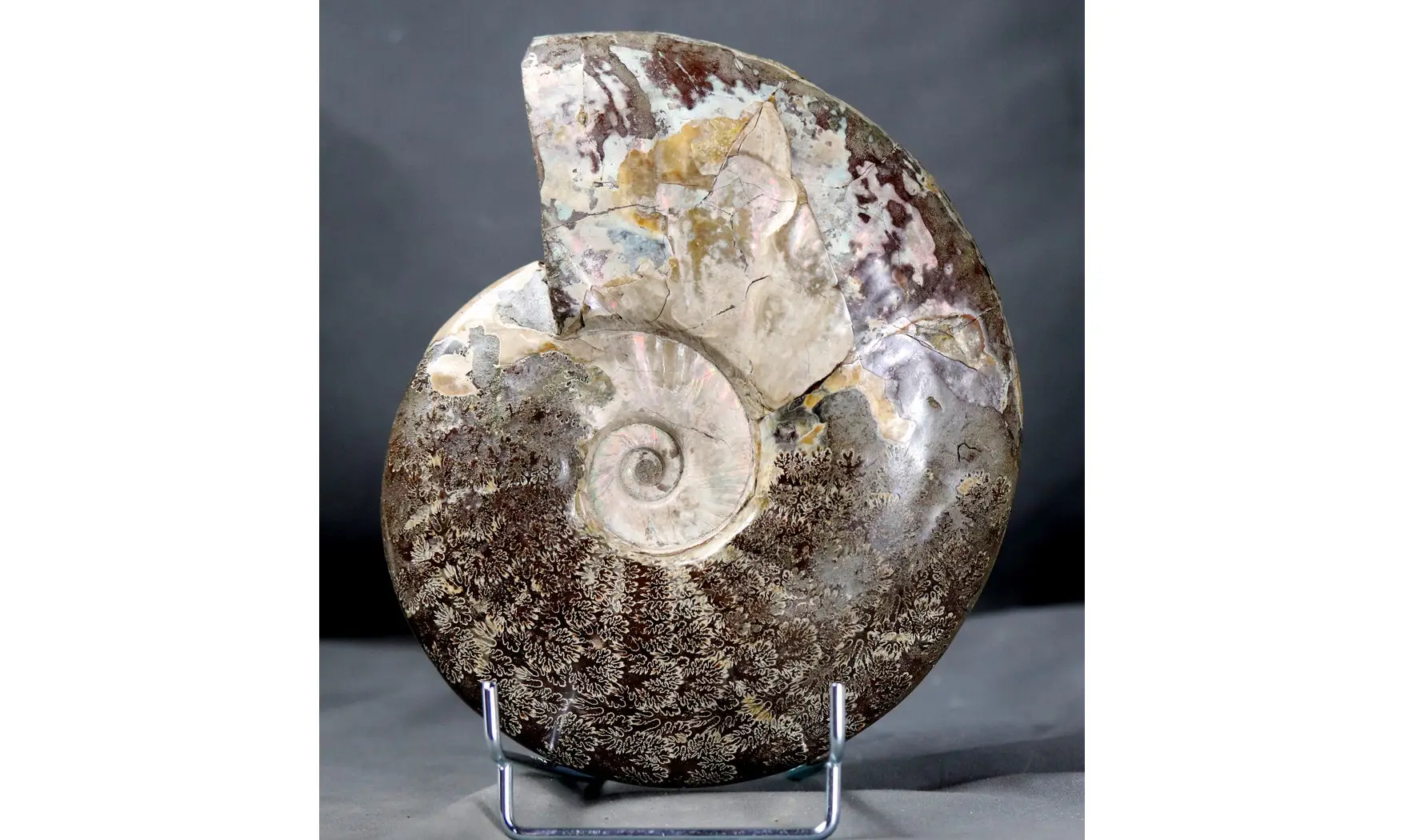 Aioloceras besairie ( 21.5 cm!! )