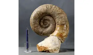 Lytoceras fimbriatum