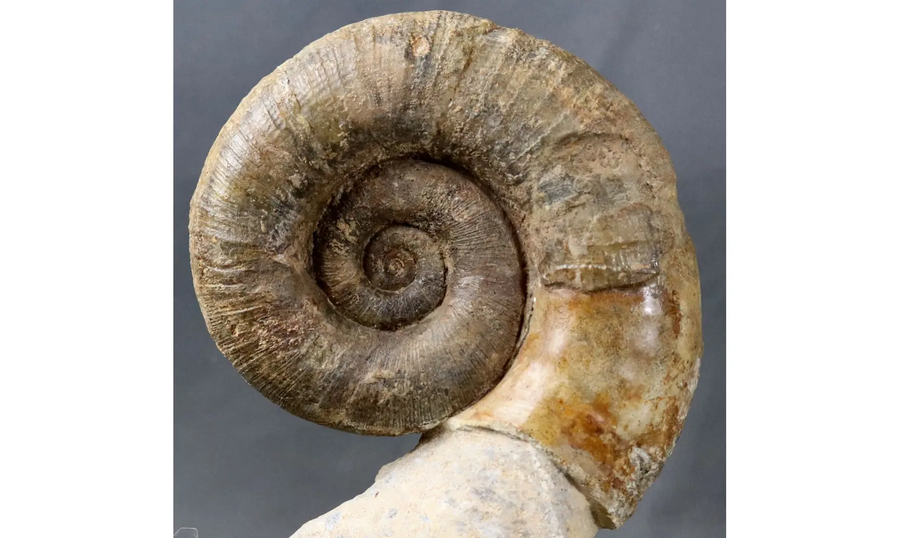 Lytoceras fimbriatum