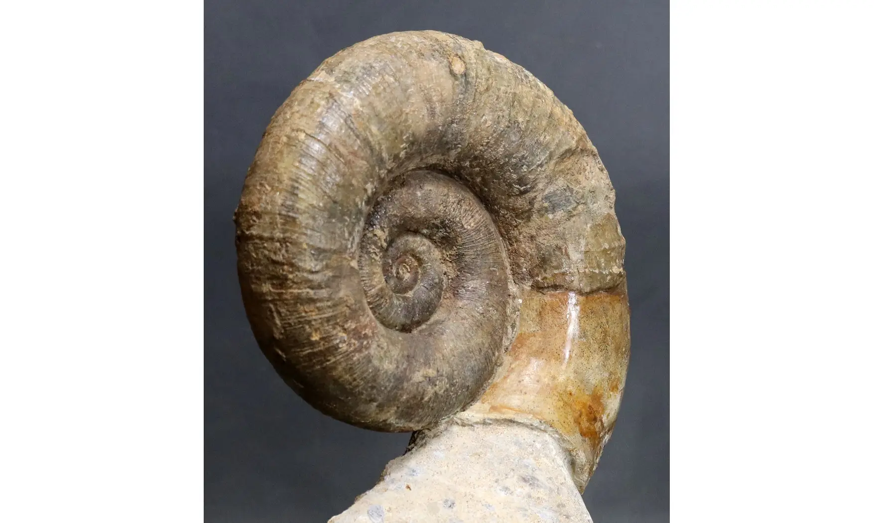 Lytoceras fimbriatum